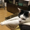リラックスのポーズ♪