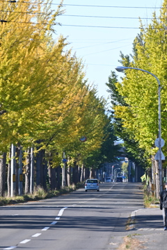 弥生町の秋