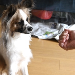 お預かり犬（笑）