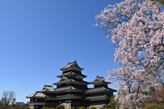 天守閣と桜