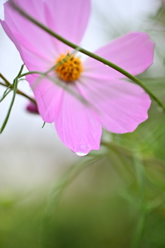 ♪秋桜♪