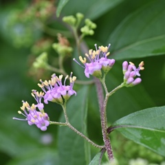 紫式部の花