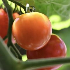 アンデスの恵みに感謝！