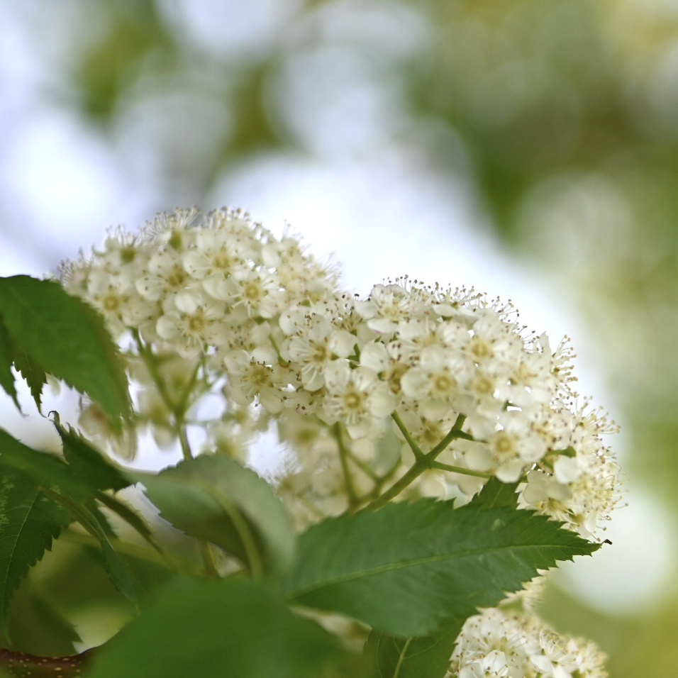 初夏に・・・・・