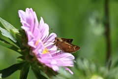 お花のレフ板で♪