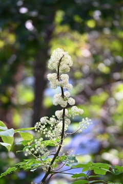 独活(うど)の花