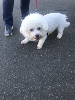 告白　犬好きでもあります！