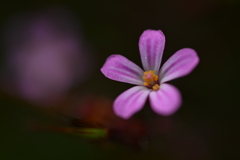 小さな花