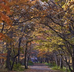 紅葉の路