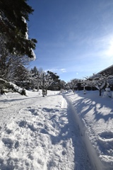 冬の散歩