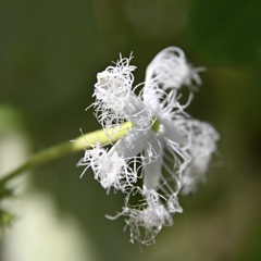 蛇ウリの花
