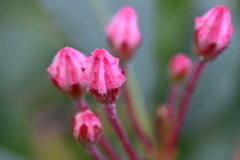 カルミア、準備中です