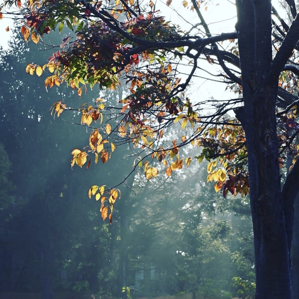 晴れ行く朝霧