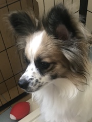 カワイイ来客♪