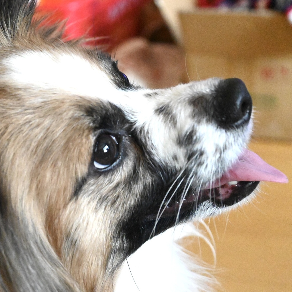 すっかり良い子に！