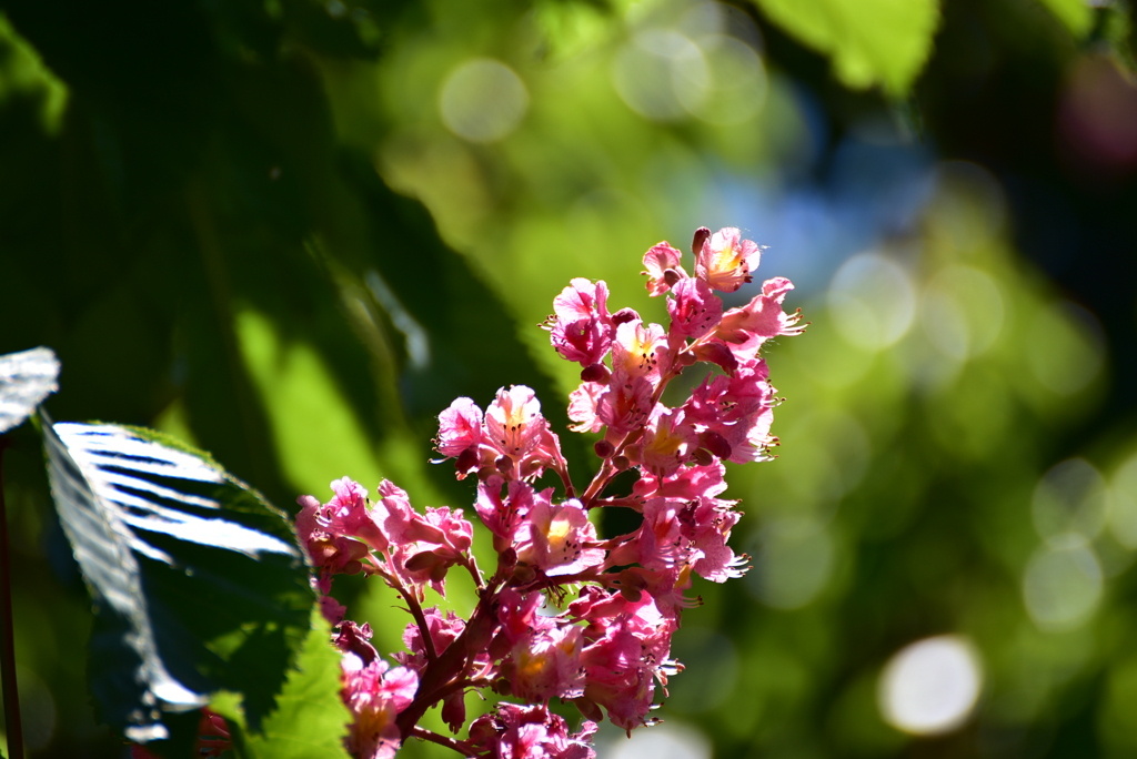 ベニバナトチノキの花