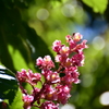 ベニバナトチノキの花