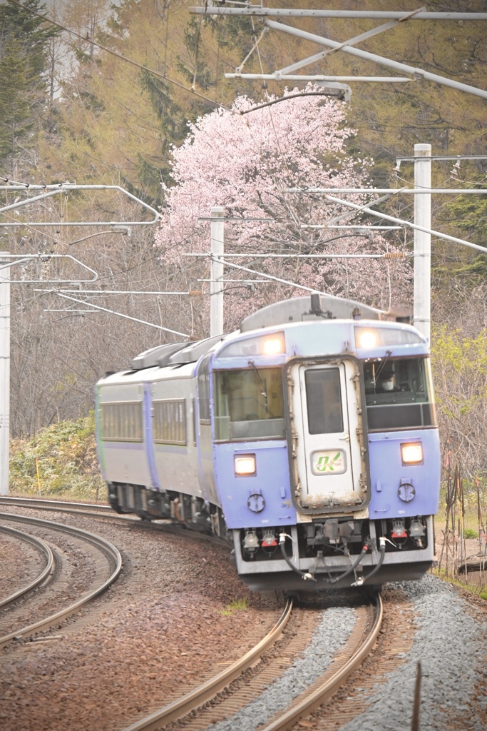 桜とオホーツク