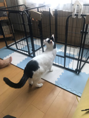 点検ニャ！