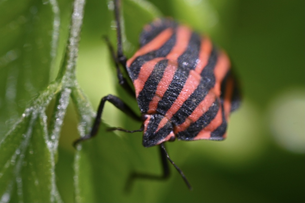 警告ファッション