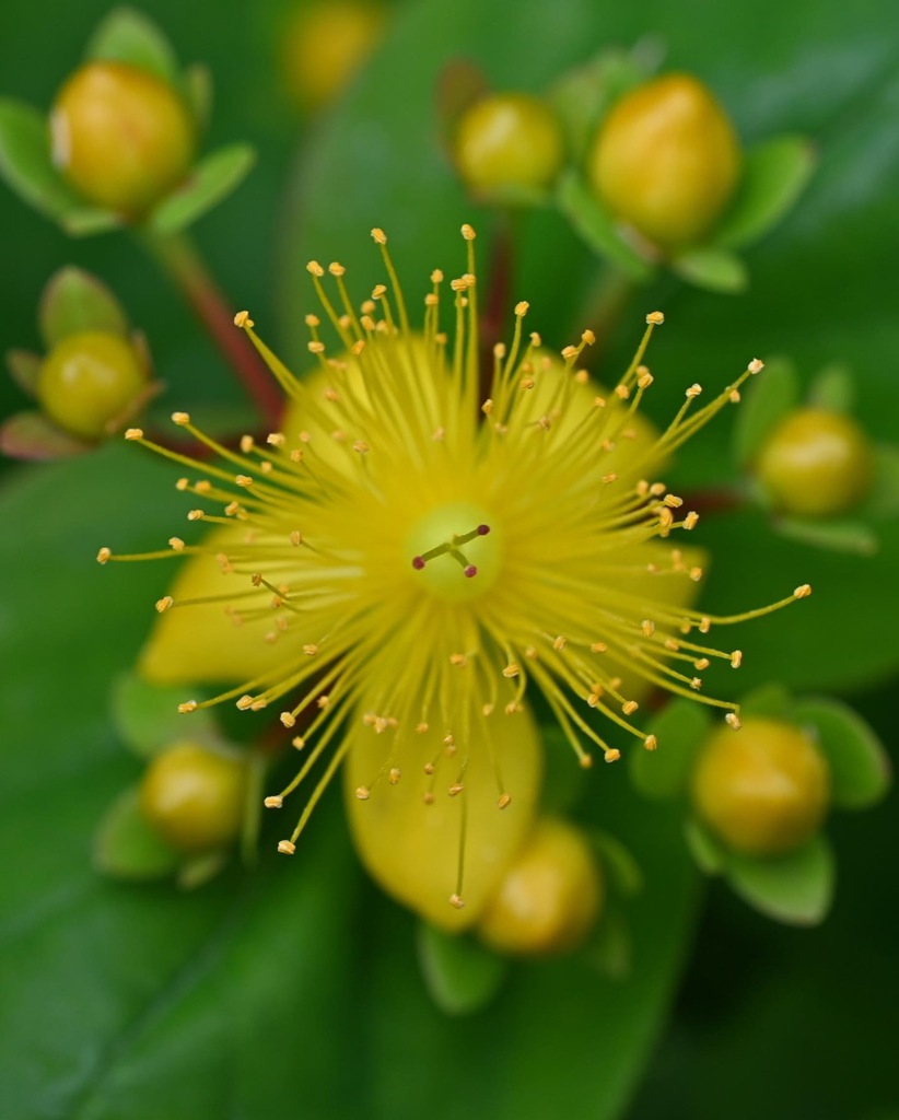 花散歩　ヒペリカム