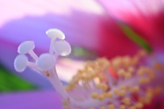 夢