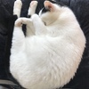おひとりさま分（笑）