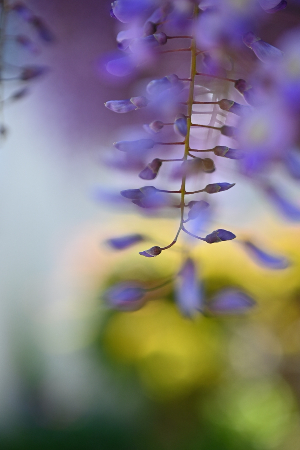 ♪花紀行♪