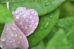 雨