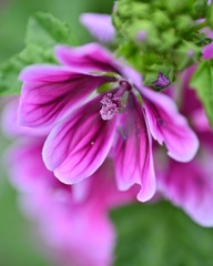 花散歩　ゼニアオイ