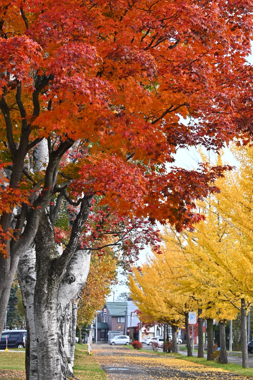 学園通りの秋