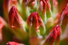 ピスタチオソフト、ストロベリーソース掛けでございます。