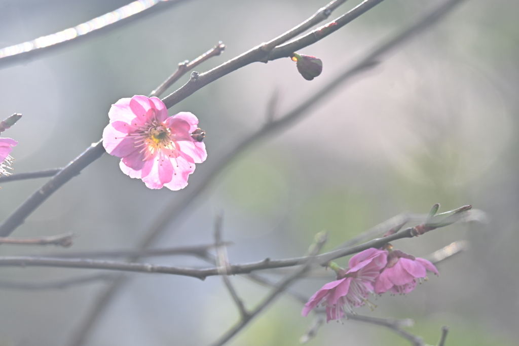 はなぐもり