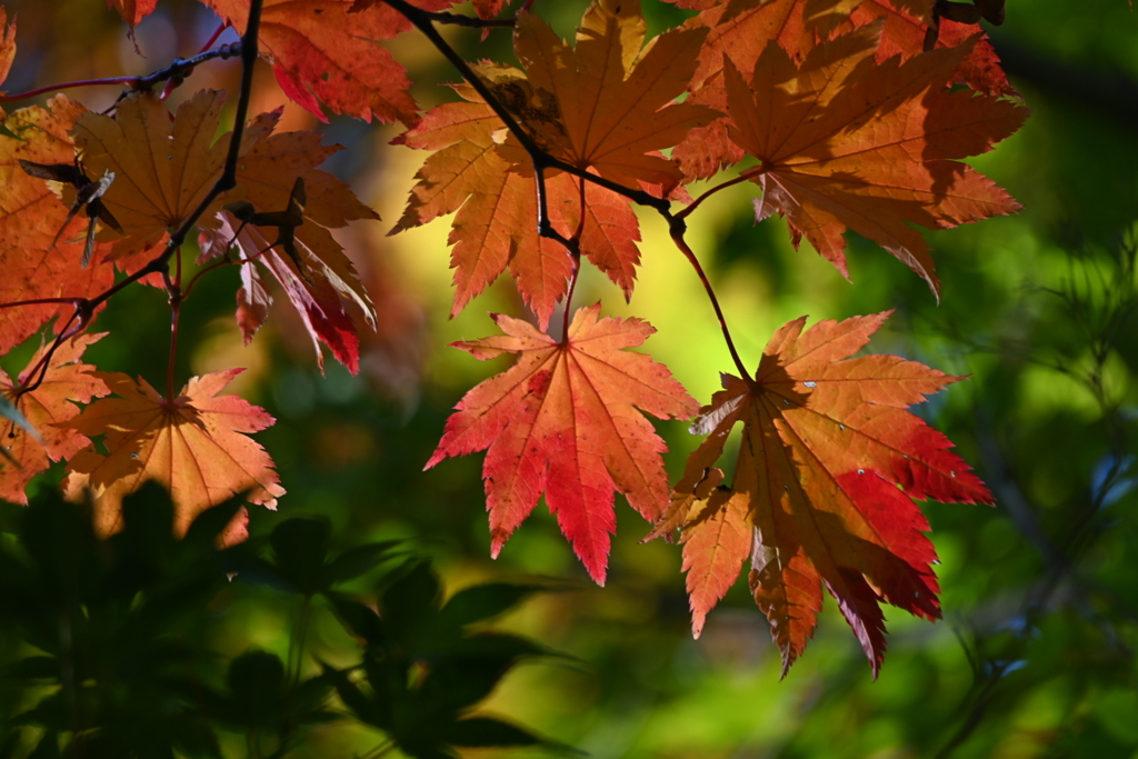 輝く紅葉