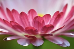 花と昆虫
