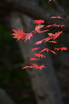 飛び立つ秋