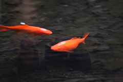 寒水魚
