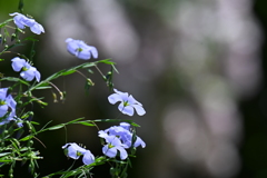 亜麻の花