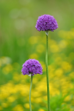 オール阪神巨人！