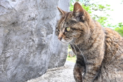 沖縄、今帰仁城を守る猫