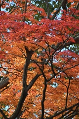 今年の紅葉をふりかえる