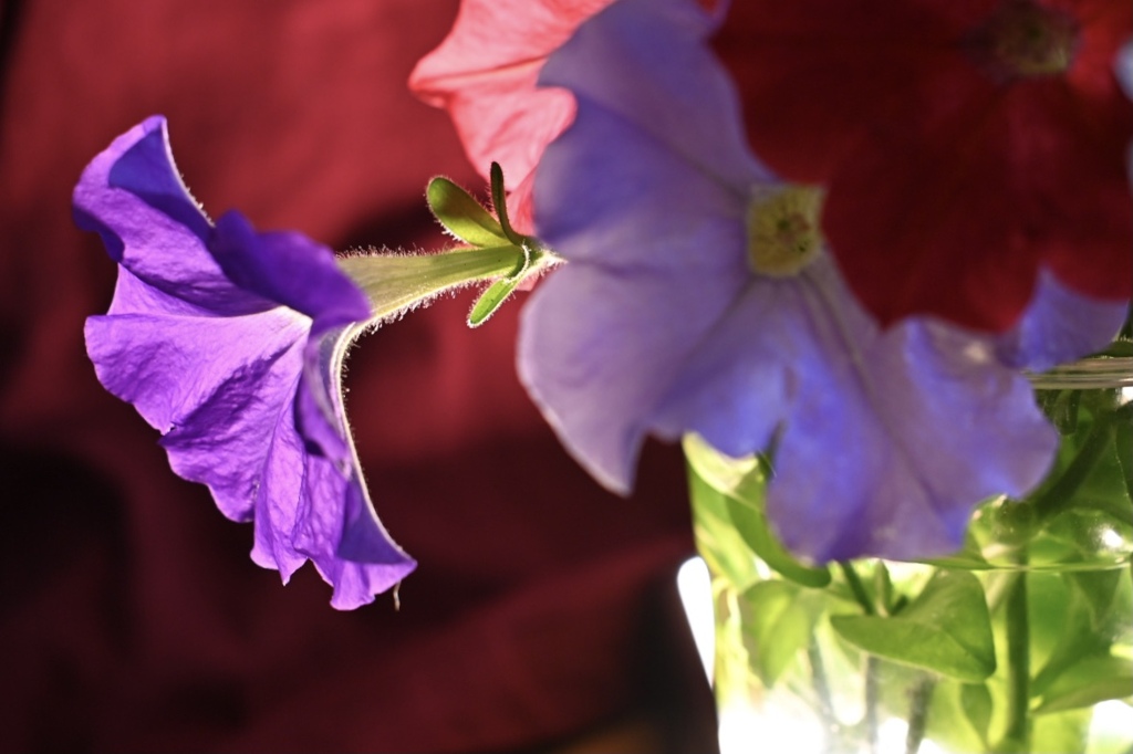 暑くて表に出る気がありません(T . T)