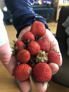 我が家のいちご♪