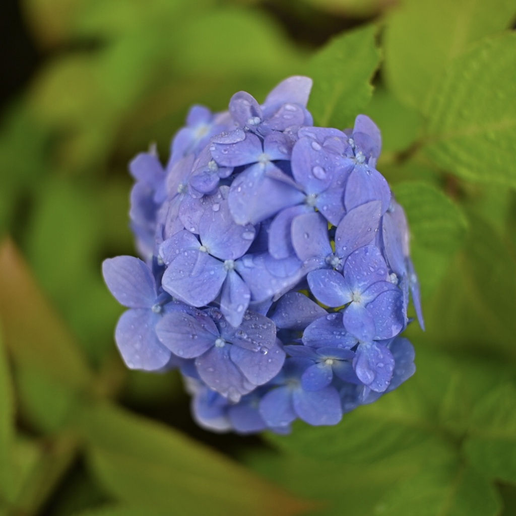 雨と紫陽花