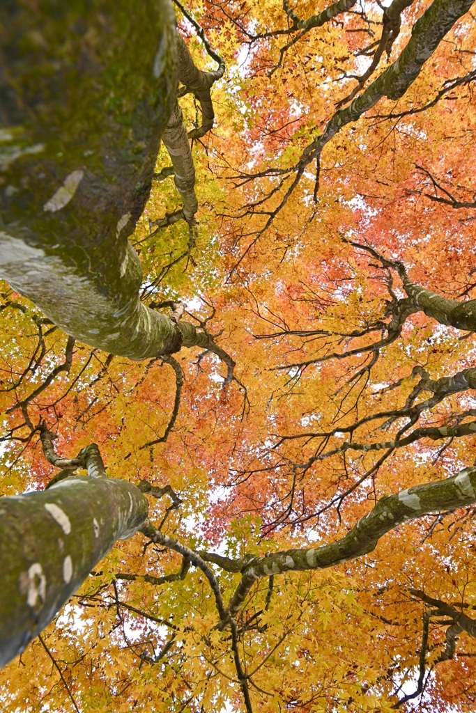 錦の天蓋
