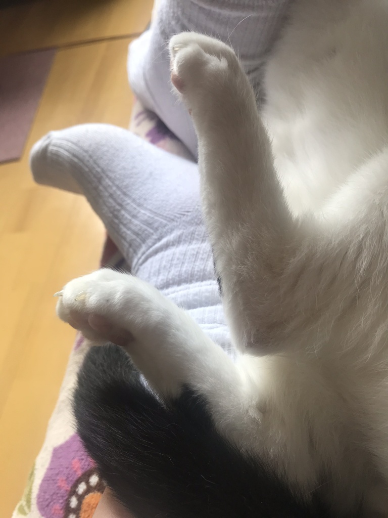 足と脚
