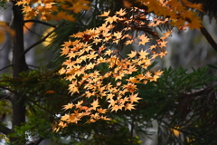 黄金群飛