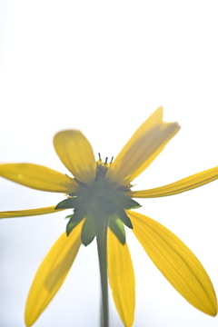 眩惑