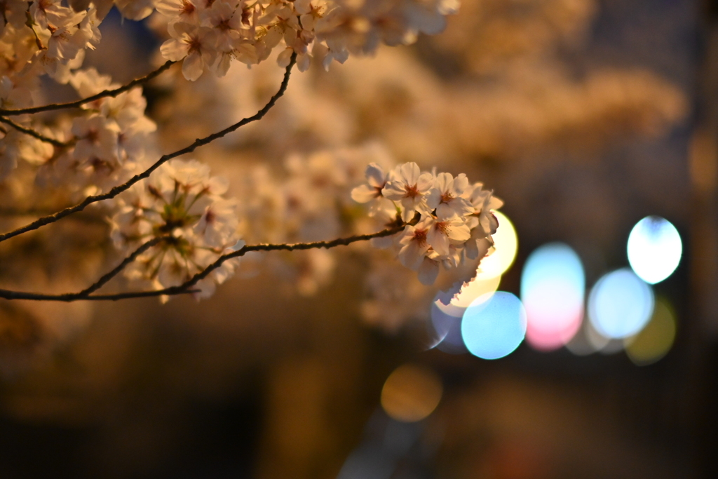 夜桜　石和温泉にて