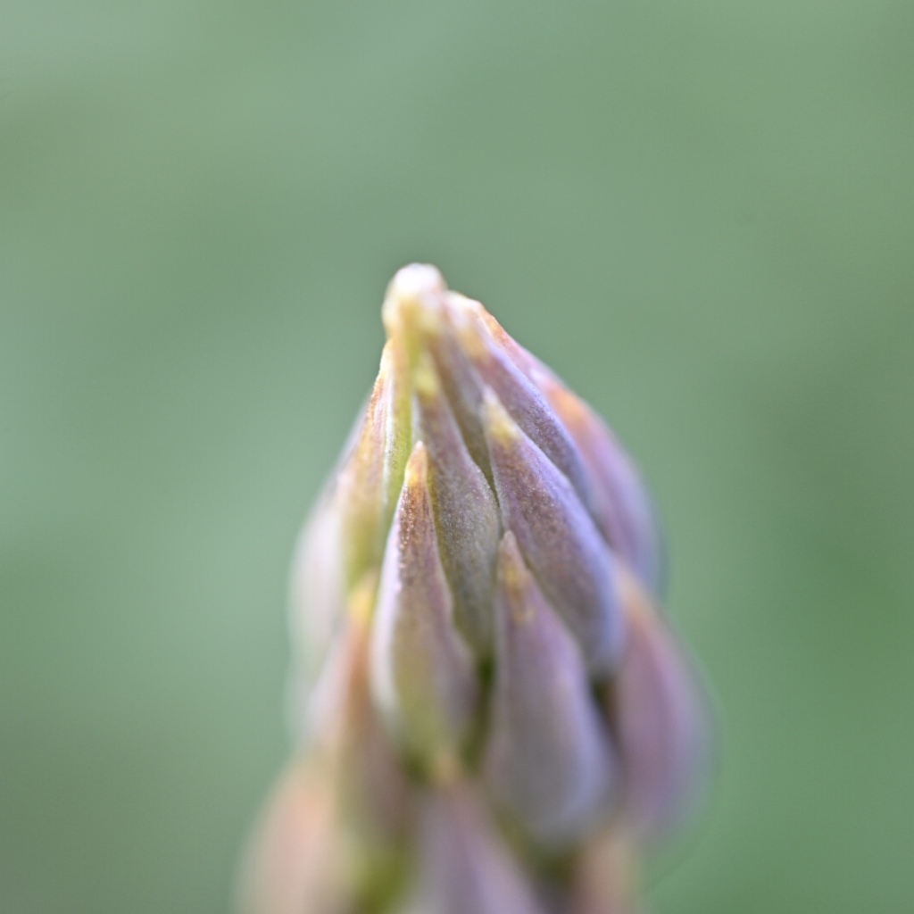 グリーンアスパラ